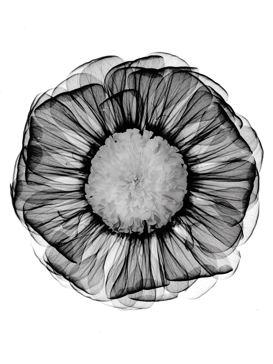 Bert Myers's Zinnia Montage Black & White X-Ray Canvas Art Prints