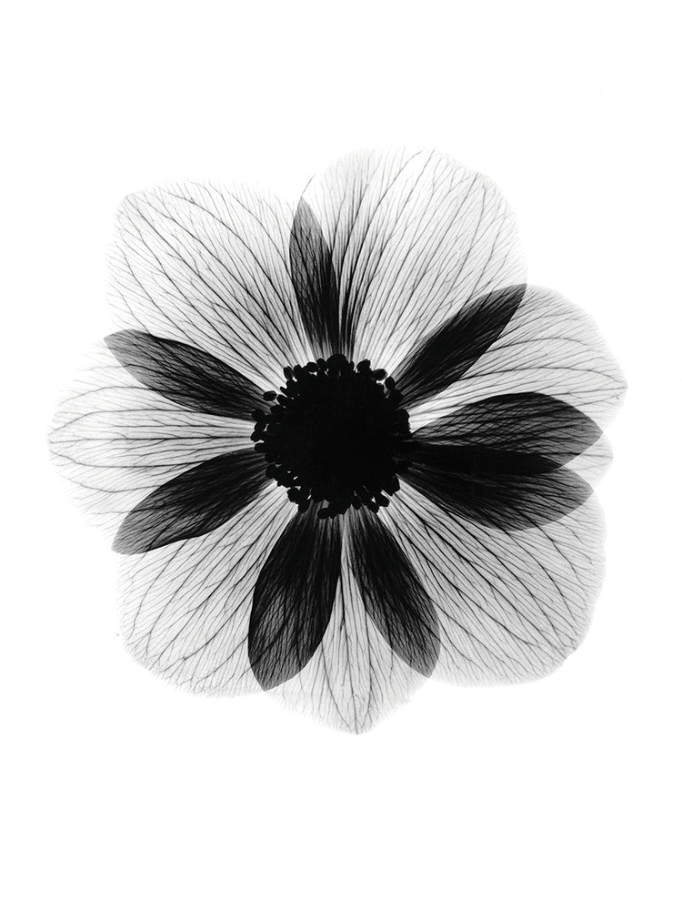 Anemone X-Ray