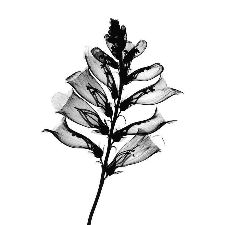 Foxglove #2 X-Ray