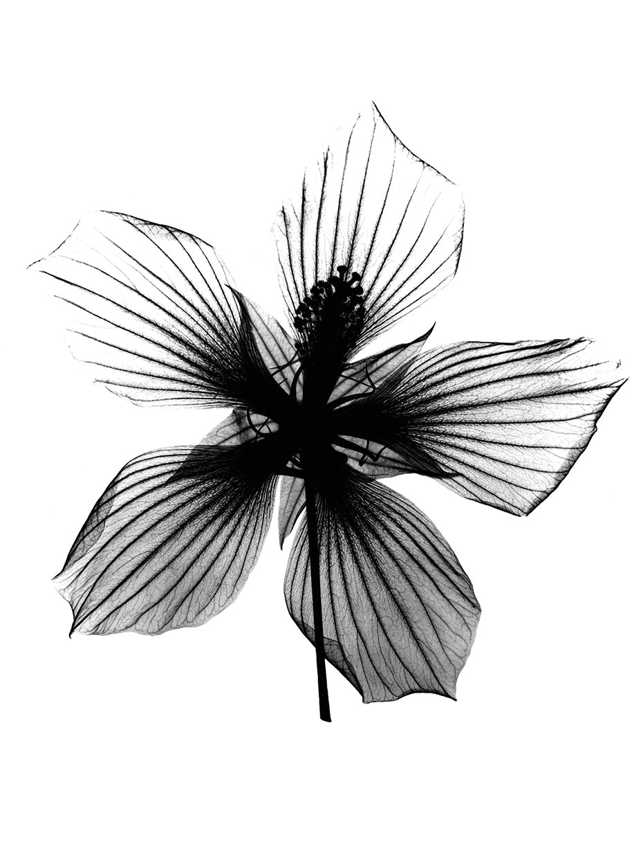 Hibiscus, Texas Star X-Ray