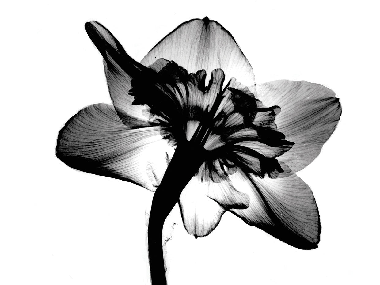 Jonquil X-Ray