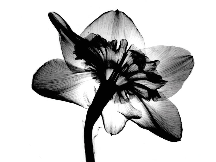 Jonquil X-Ray