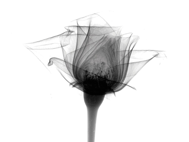 Arte de la lona de la radiografía de Rose #10