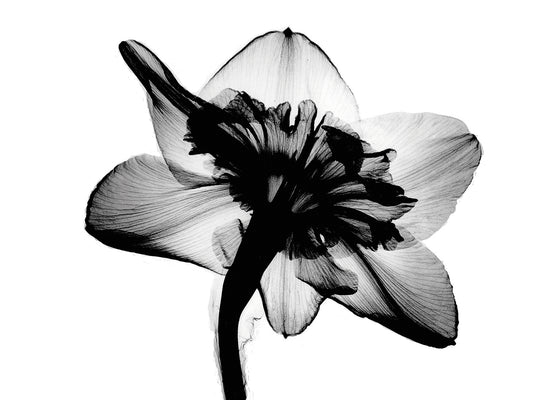 Daffodil #1 X-Ray Canvas Art
