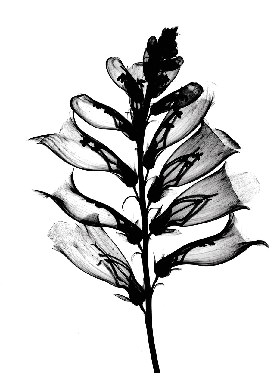 Foxglove #1 X-Ray
