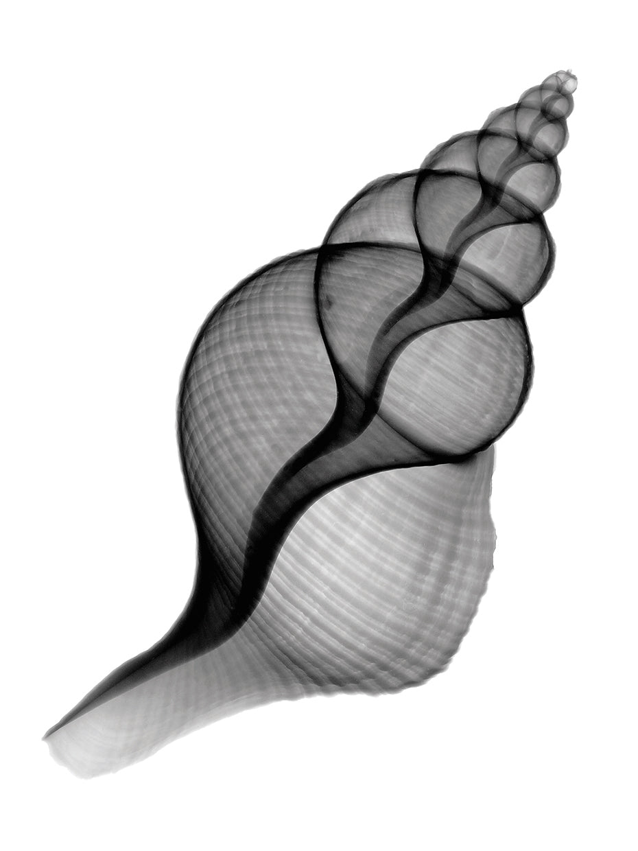 Penion Shell X-Ray