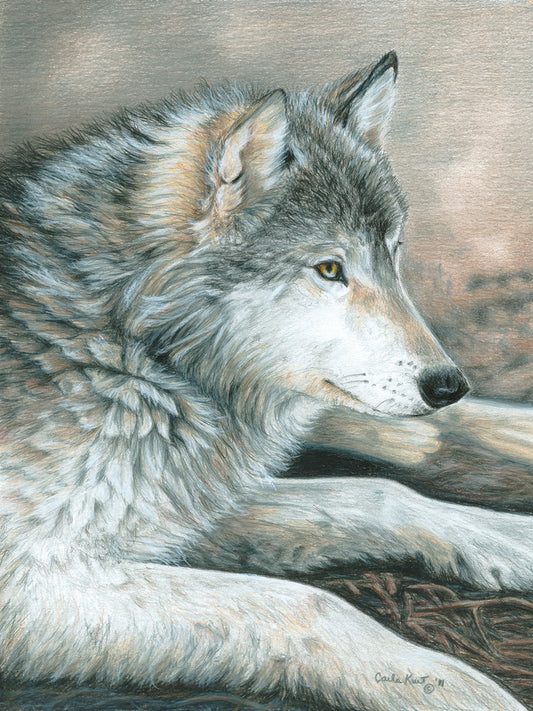 Calm Wolf Canvas Art