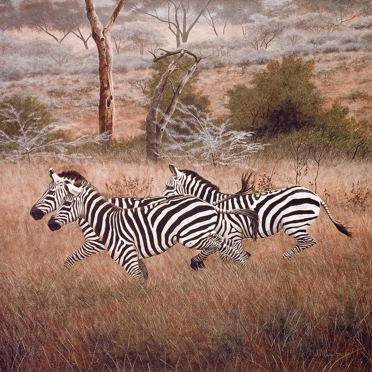 Zebra