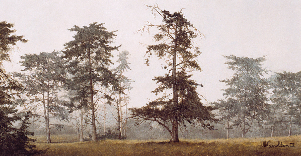 Misty Grove