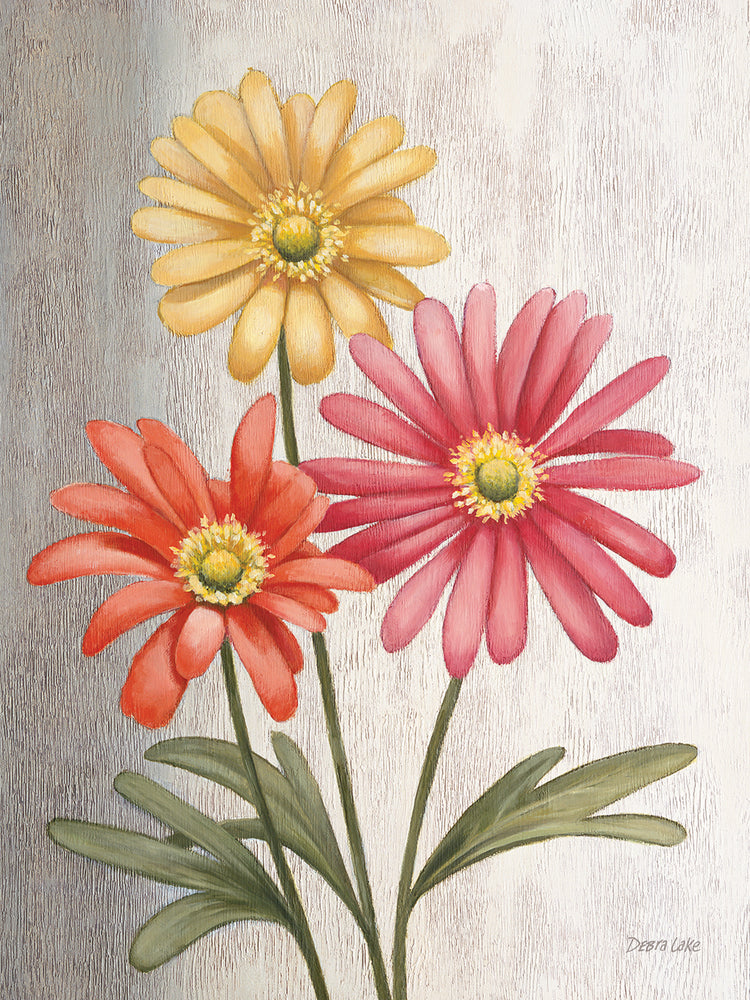 Gerber Daisies