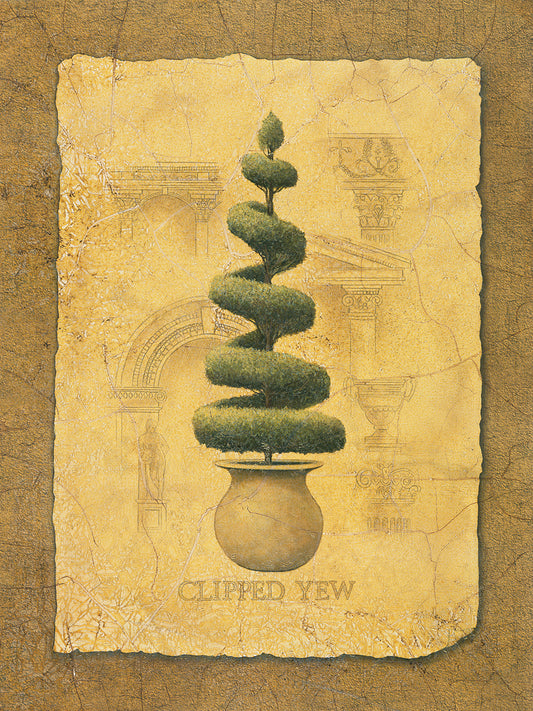 Clipped Yew