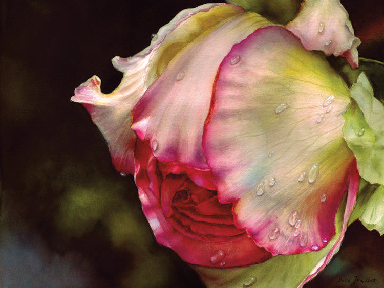 Pink Rose With Raindrops