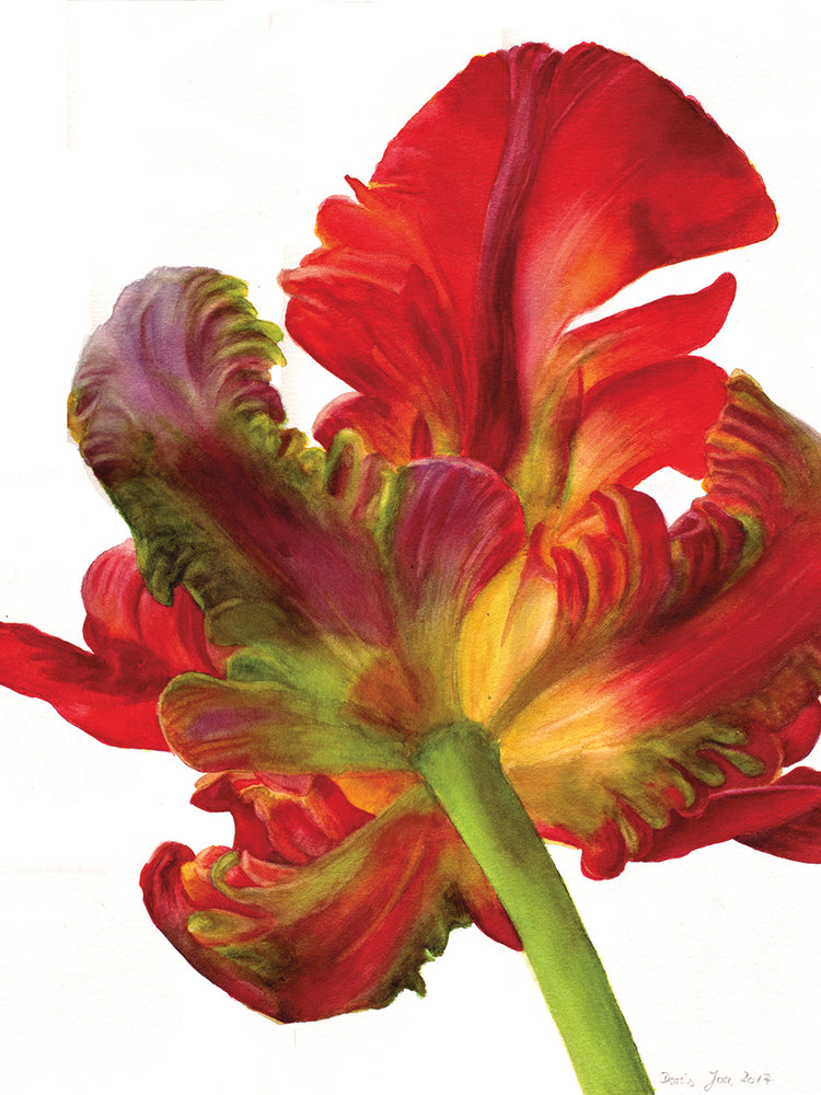 Arte de la lona del tulipán del loro rojo