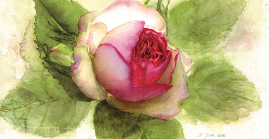 Eden Rose Open Bud Canvas Art