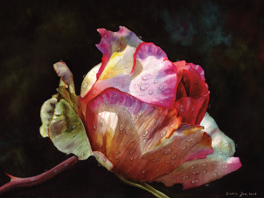 Open Pink Rose Bud Canvas Art