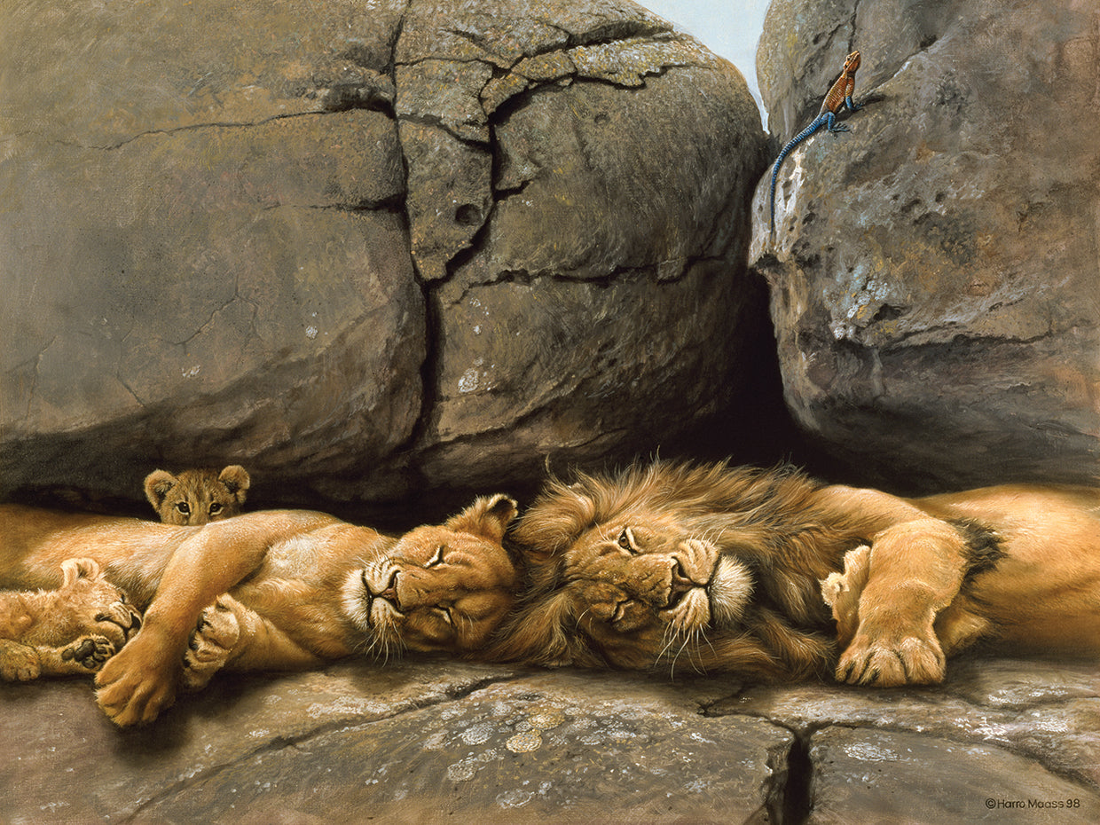 Two Lions Head To Head