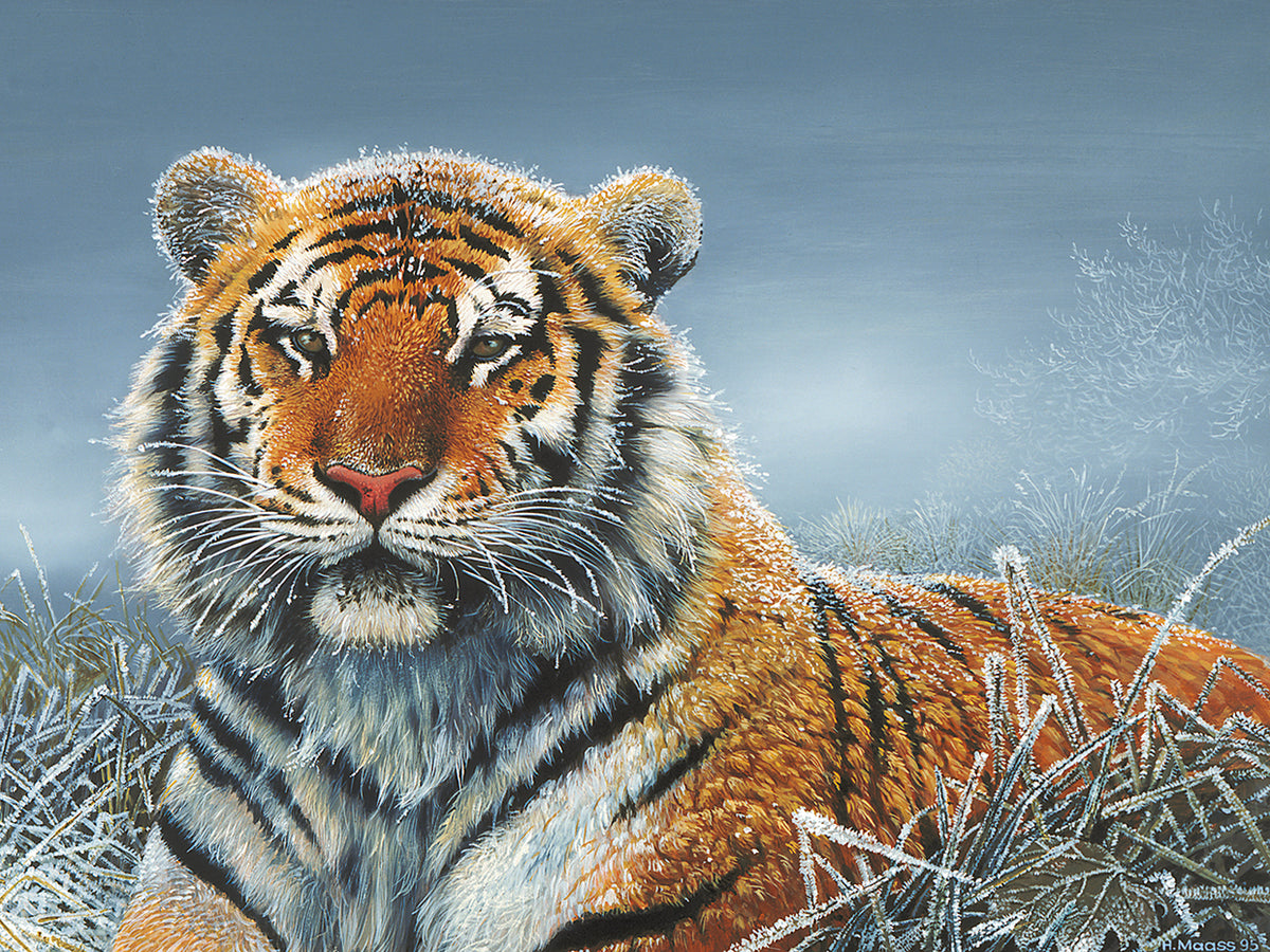 Tiger In Snow