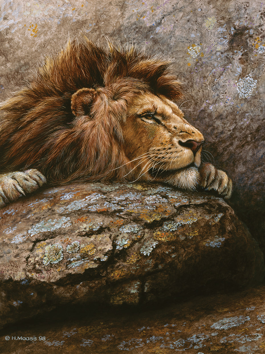 Lion Male 2