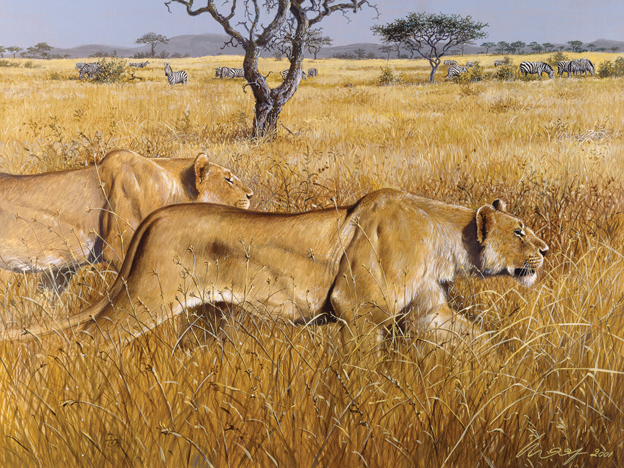 Hunting Lions