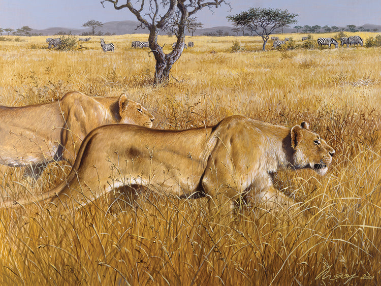 Hunting Lions