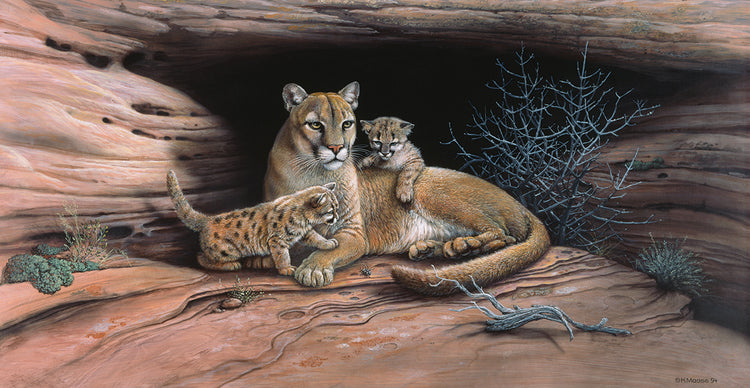 Mountain Lions
