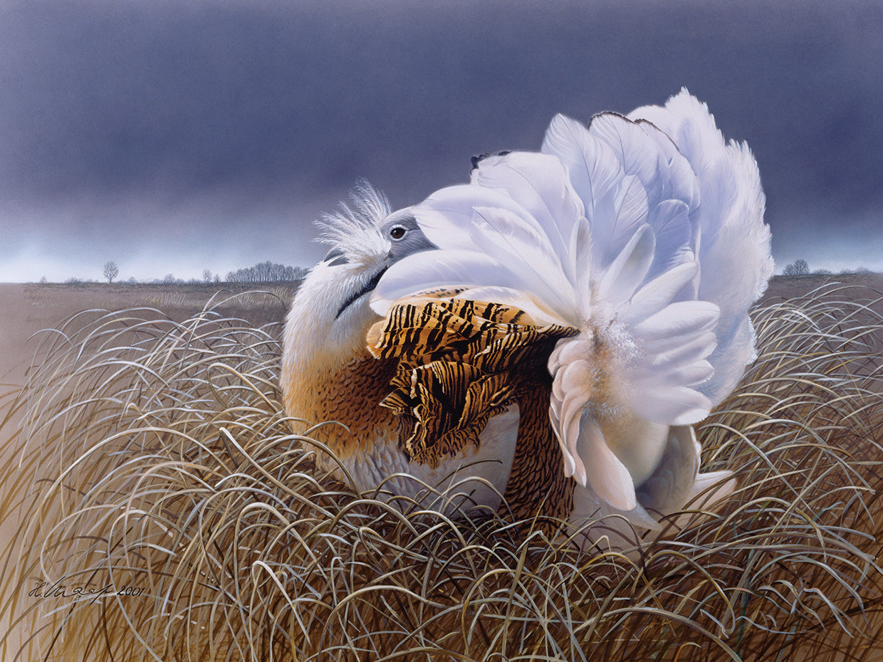 Great Bustard