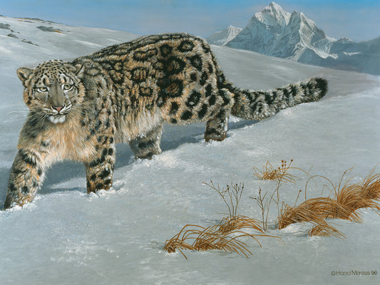 Snow Leopard Canvas Art