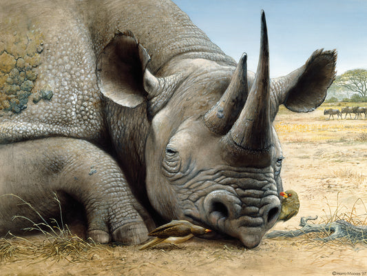 Black Rhino Canvas Art