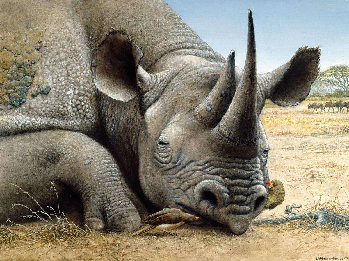 Black Rhino