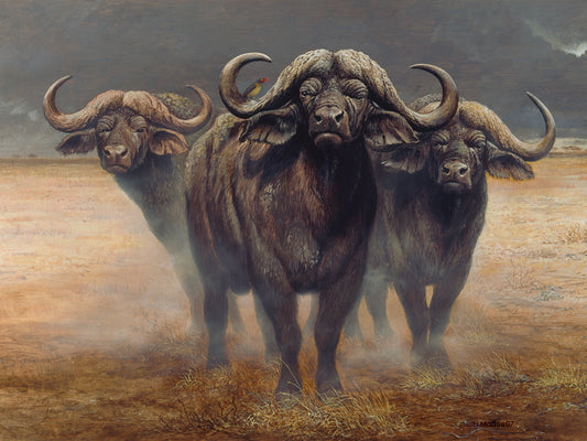 Cape Buffalos Canvas Art