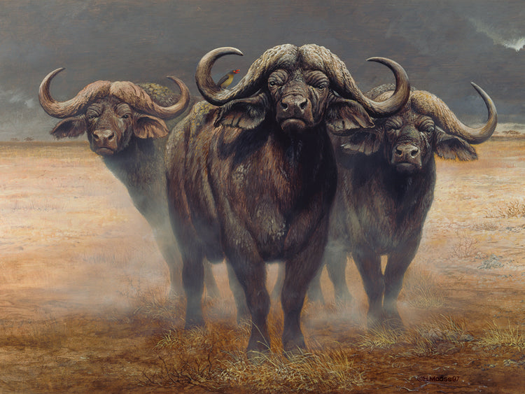 Cape Buffalos