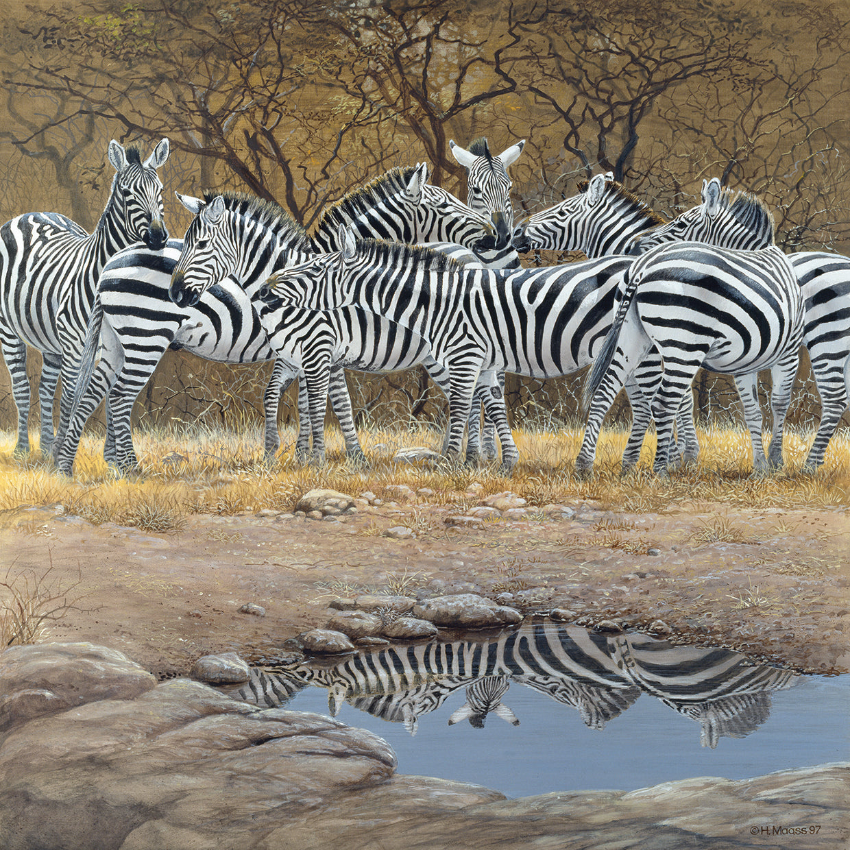 Zebras