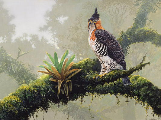 Ornate Hawk - Eagle