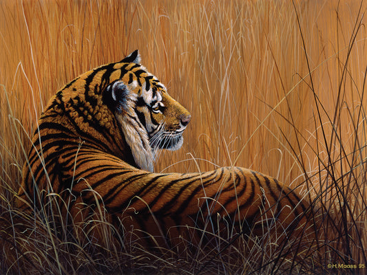 Tiger In Grass Canvas Art