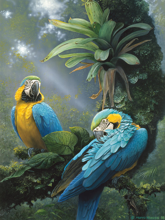 Blue And Yellow Macaws Canvas Art