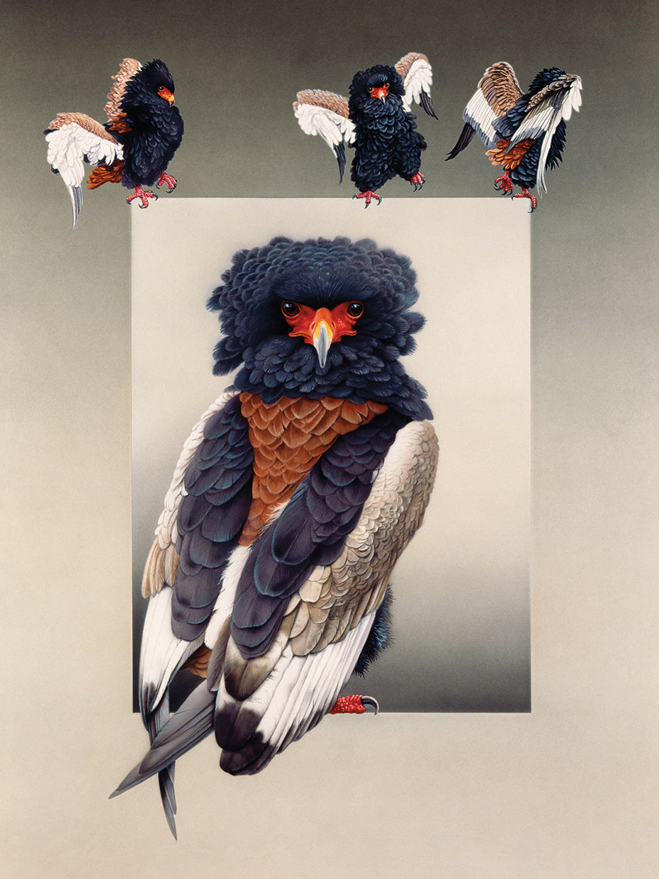 Bateleur ( African Eagle )