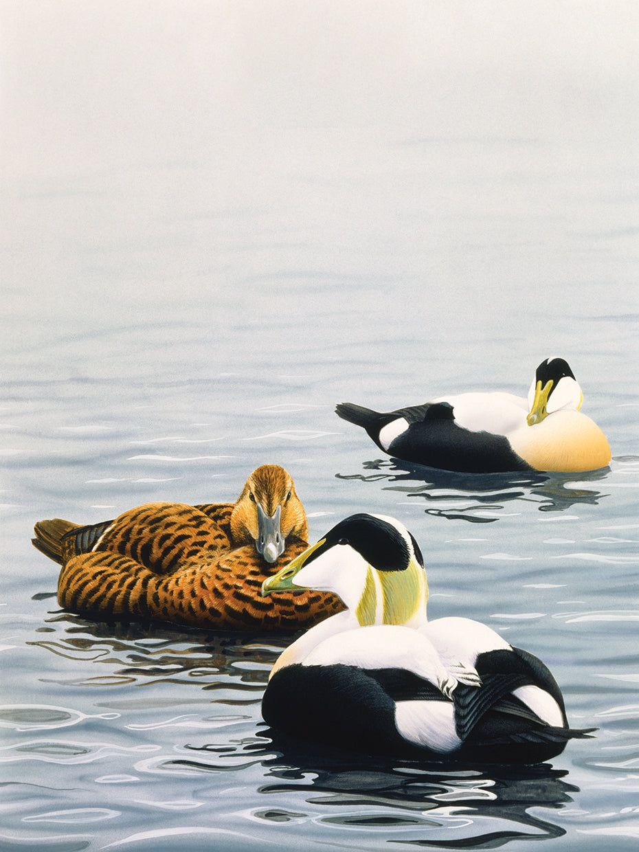 Common Eider