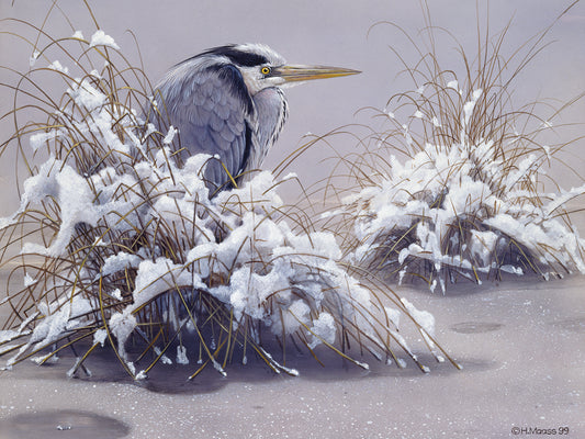 Grey Heron Canvas Art