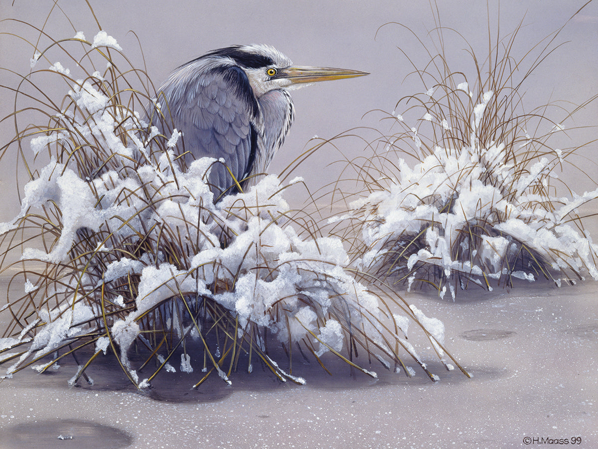 Grey Heron
