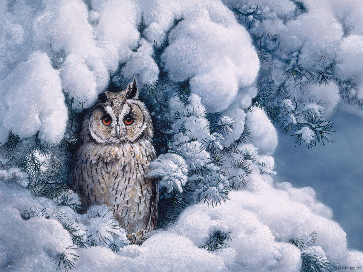 Long-Eared Owl
