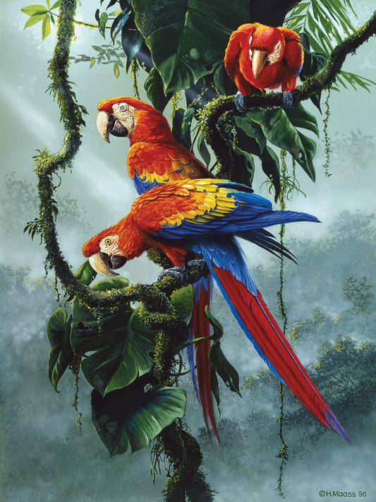 Red And Yellow Macaws Canvas Art