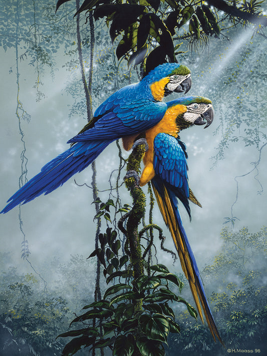 Blue And Yellow Macaws 2 Canvas Art