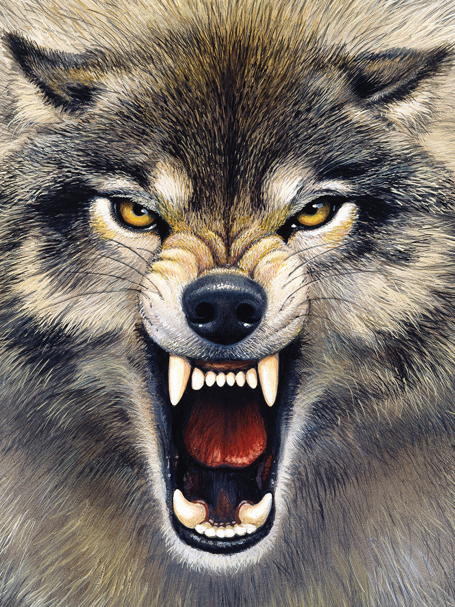 Wolf