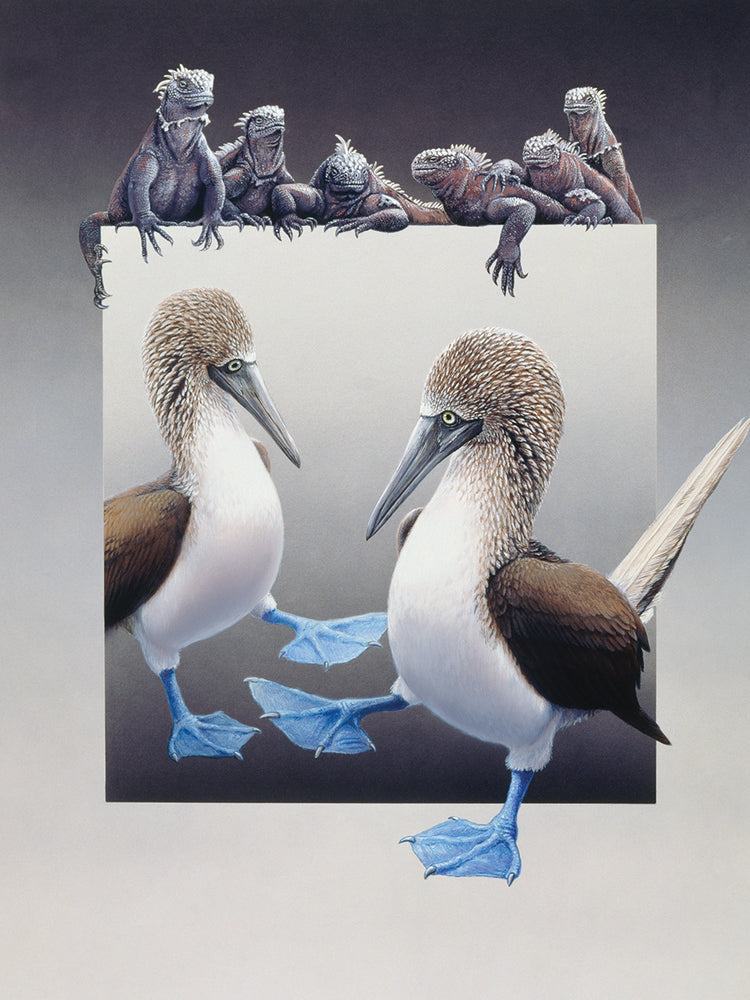 Bluefooted Boobies And Marine Iguanas