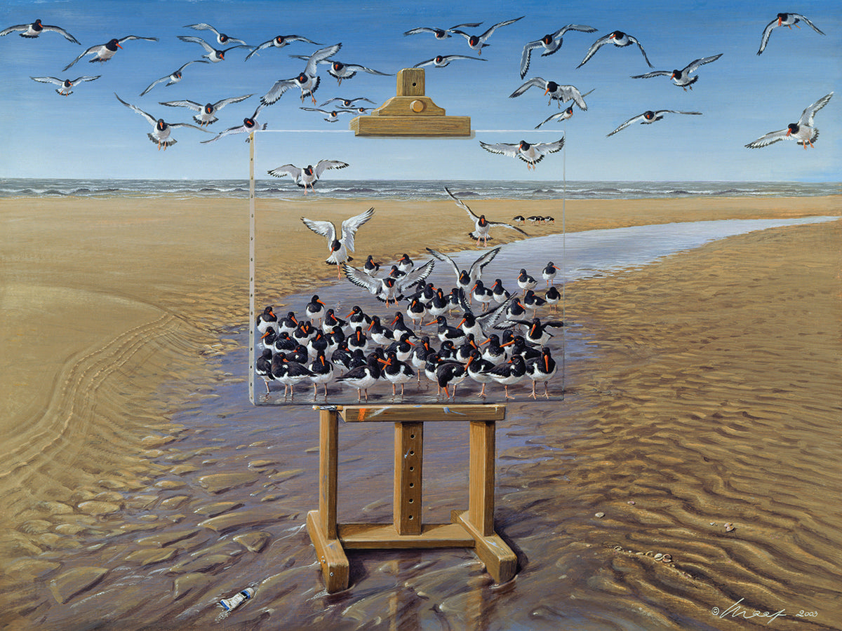 Oyster Catchers