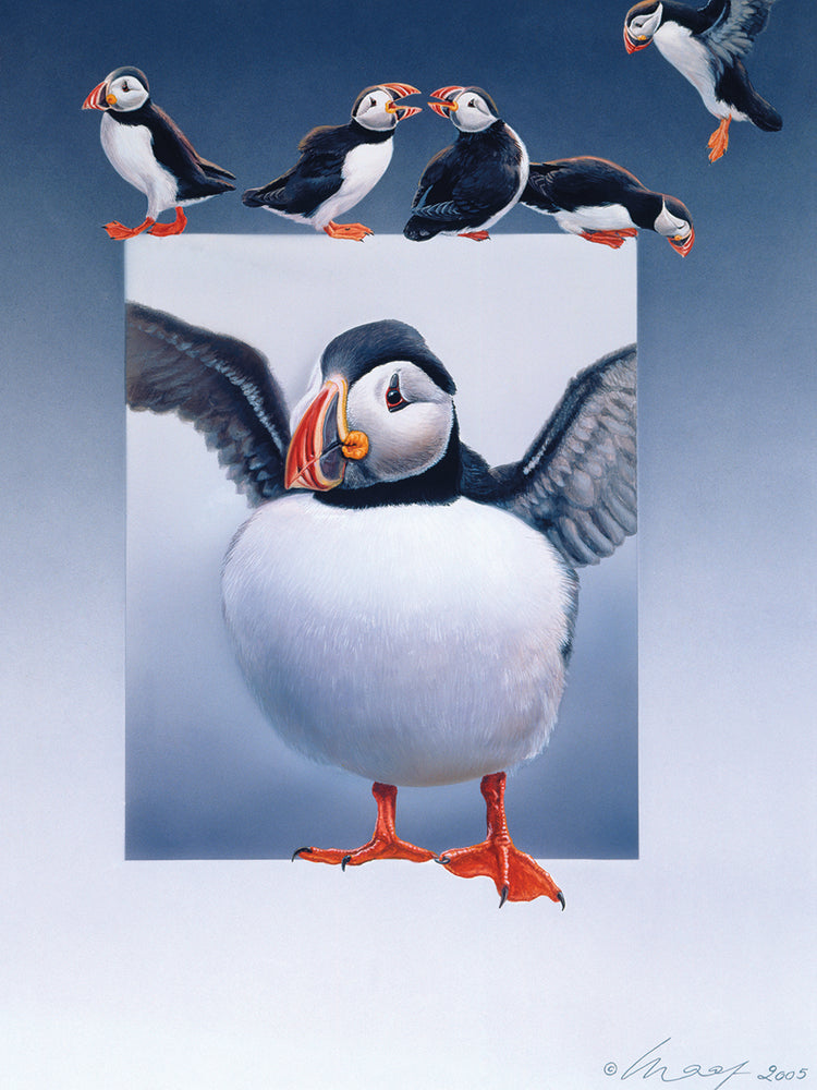 Puffins