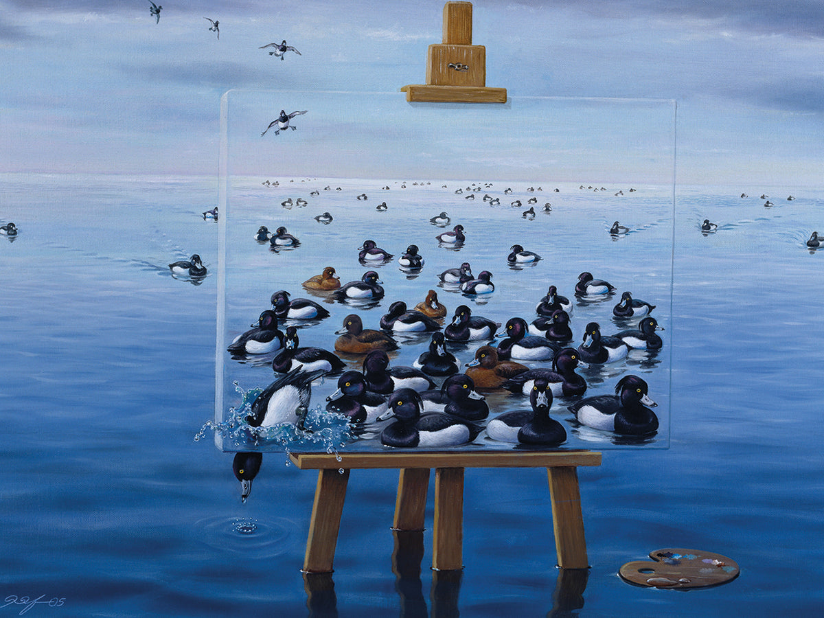 Tufted Ducks