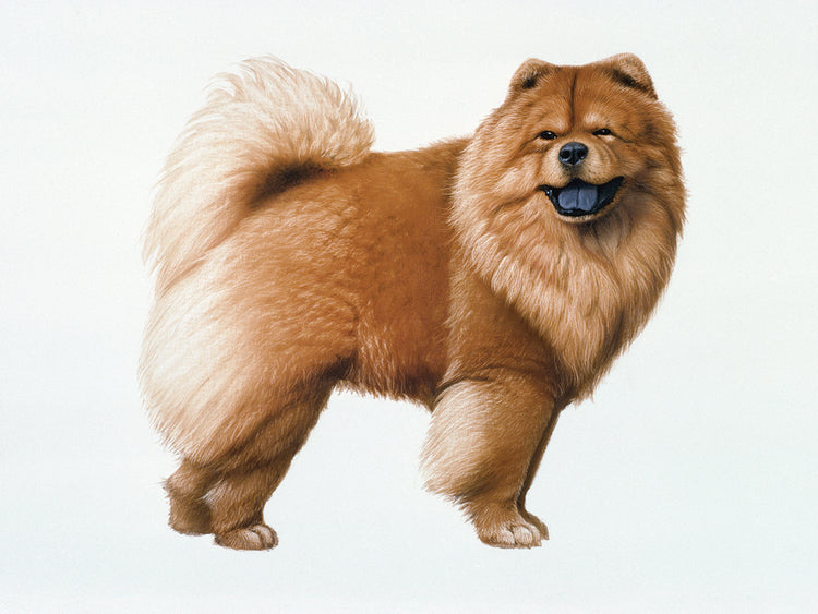 Chow Chow