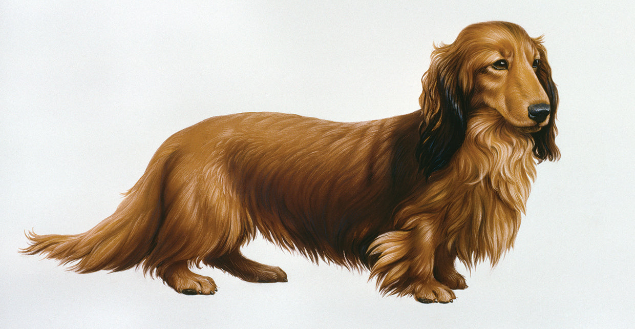 Dachsund