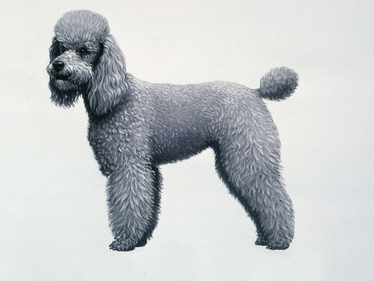 Poodle